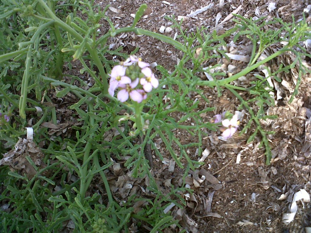 Cakile maritima